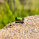 Green Mosaic Turquoise